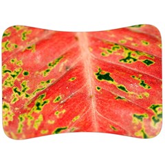 Aglonema Leaf Plant Pattern Flora Velour Seat Head Rest Cushion by danenraven