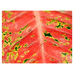 Aglonema Leaf Plant Pattern Flora One Side Premium Plush Fleece Blanket (extra Small) by danenraven