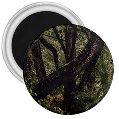 Botanical Motif Trees Detail Photography 3  Magnets