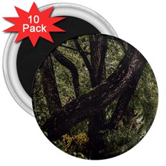 Botanical Motif Trees Detail Photography 3  Magnets (10 Pack)  by dflcprintsclothing