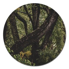 Botanical Motif Trees Detail Photography Magnet 5  (round) by dflcprintsclothing