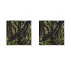 Botanical Motif Trees Detail Photography Cufflinks (square) by dflcprintsclothing