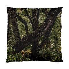 Botanical Motif Trees Detail Photography Standard Cushion Case (one Side) by dflcprintsclothing