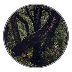 Botanical Motif Trees Detail Photography Wireless Charger by dflcprintsclothing