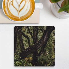 Botanical Motif Trees Detail Photography Uv Print Square Tile Coaster  by dflcprintsclothing