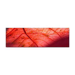 Leaf Copper Leaf Plant Nature Sticker (bumper) by Ravend