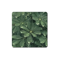 Leaves Closeup Background Photo1 Square Magnet