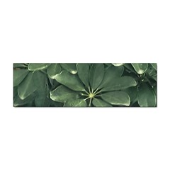 Leaves Closeup Background Photo1 Sticker Bumper (10 Pack) by dflcprintsclothing