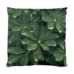 Leaves Closeup Background Photo1 Standard Cushion Case (one Side) by dflcprintsclothing