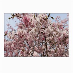 Almond Tree Flower Postcard 4 x 6  (pkg Of 10) by artworkshop