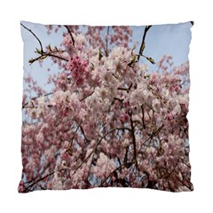 Almond Tree Flower Standard Cushion Case (two Sides) by artworkshop