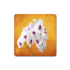 Boards Decoration Flower Flower Room Square Magnet by artworkshop