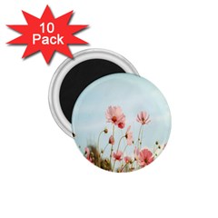 Cosmos Flower Blossom In Garden 1 75  Magnets (10 Pack)  by artworkshop