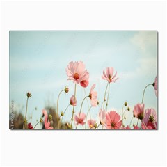 Cosmos Flower Blossom In Garden Postcard 4 x 6  (pkg Of 10) by artworkshop