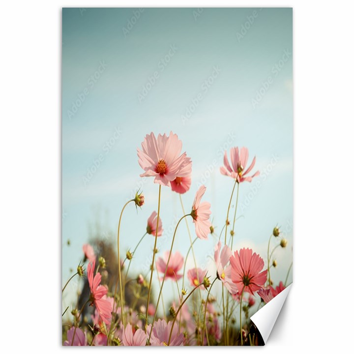 Cosmos Flower Blossom In Garden Canvas 12  x 18 