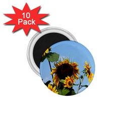 Sunflower Flower Yellow 1 75  Magnets (10 Pack)  by artworkshop