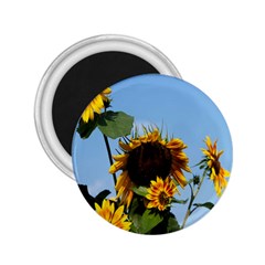 Sunflower Flower Yellow 2 25  Magnets by artworkshop