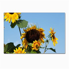 Sunflower Flower Yellow Postcard 4 x 6  (pkg Of 10) by artworkshop