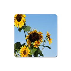 Sunflower Flower Yellow Square Magnet by artworkshop