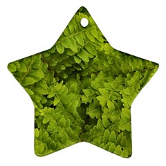 Botanical Motif Plants Detail Photography Ornament (star) by dflcprintsclothing