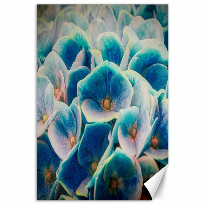 Hydrangeas-blossom-bloom-blue Canvas 24  x 36 