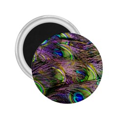 Green Purple And Blue Peacock Feather 2 25  Magnets