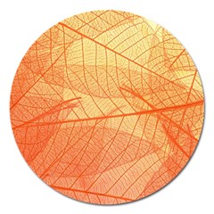 Orange Leaves Colorful Transparent Texture Of Natural Background Magnet 5  (round)