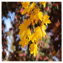 Amazing Arrowtown Autumn Leaves Wooden Puzzle Square by artworkshop