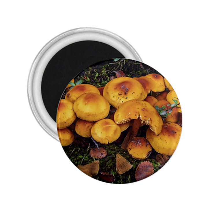 Orange Mushrooms In Patagonia Forest, Ushuaia, Argentina 2.25  Magnets