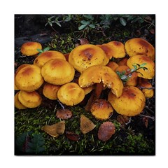 Orange Mushrooms In Patagonia Forest, Ushuaia, Argentina Face Towel by dflcprintsclothing