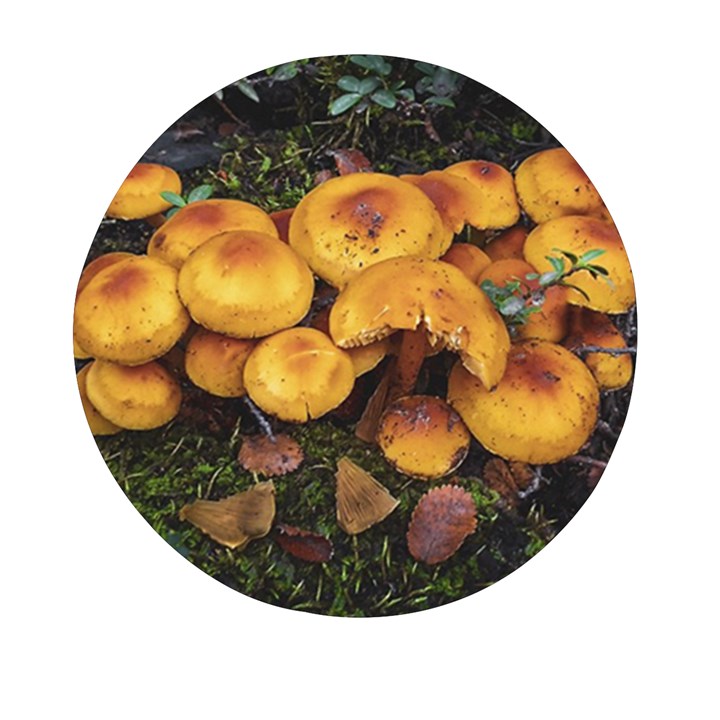 Orange Mushrooms In Patagonia Forest, Ushuaia, Argentina Mini Round Pill Box