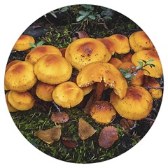 Orange Mushrooms In Patagonia Forest, Ushuaia, Argentina Round Trivet