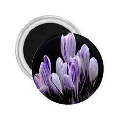 Crocus Flowers Purple Flowers Spring Nature 2 25  Magnets by Ravend