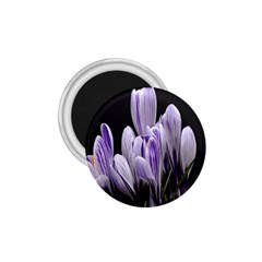 Crocus Flowers Purple Flowers Spring Nature 1 75  Magnets by Ravend