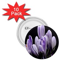 Crocus Flowers Purple Flowers Spring Nature 1 75  Buttons (10 Pack) by Ravend