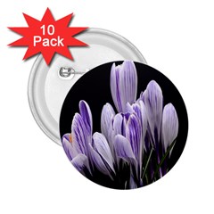 Crocus Flowers Purple Flowers Spring Nature 2 25  Buttons (10 Pack)  by Ravend