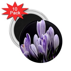 Crocus Flowers Purple Flowers Spring Nature 2 25  Magnets (10 Pack)  by Ravend