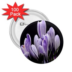 Crocus Flowers Purple Flowers Spring Nature 2 25  Buttons (100 Pack)  by Ravend