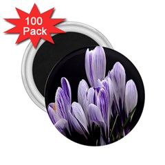 Crocus Flowers Purple Flowers Spring Nature 2 25  Magnets (100 Pack)  by Ravend