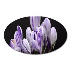 Crocus Flowers Purple Flowers Spring Nature Oval Magnet by Ravend