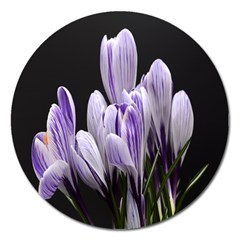 Crocus Flowers Purple Flowers Spring Nature Magnet 5  (round) by Ravend