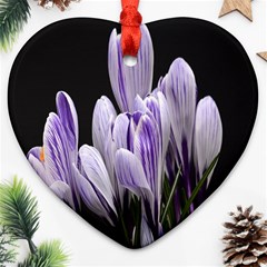 Crocus Flowers Purple Flowers Spring Nature Heart Ornament (two Sides)