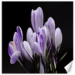 Crocus Flowers Purple Flowers Spring Nature Canvas 16  X 16  by Ravend