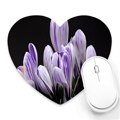 Crocus Flowers Purple Flowers Spring Nature Heart Mousepad by Ravend