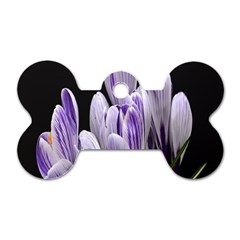 Crocus Flowers Purple Flowers Spring Nature Dog Tag Bone (one Side) by Ravend