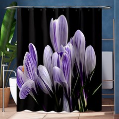 Crocus Flowers Purple Flowers Spring Nature Shower Curtain 60  X 72  (medium)  by Ravend