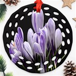 Crocus Flowers Purple Flowers Spring Nature Round Filigree Ornament (Two Sides) Front