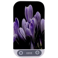 Crocus Flowers Purple Flowers Spring Nature Sterilizers by Ravend