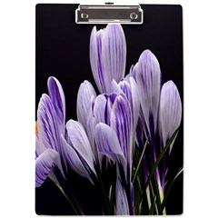 Crocus Flowers Purple Flowers Spring Nature A4 Acrylic Clipboard by Ravend