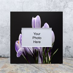 Crocus Flowers Purple Flowers Spring Nature White Box Photo Frame 4  X 6  by Ravend